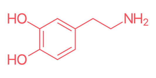 Dopamin - hormon štěstí