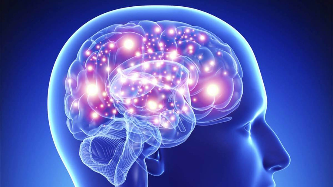 Nootropika - Látky pro podporu mozku a kognitivních funkcí